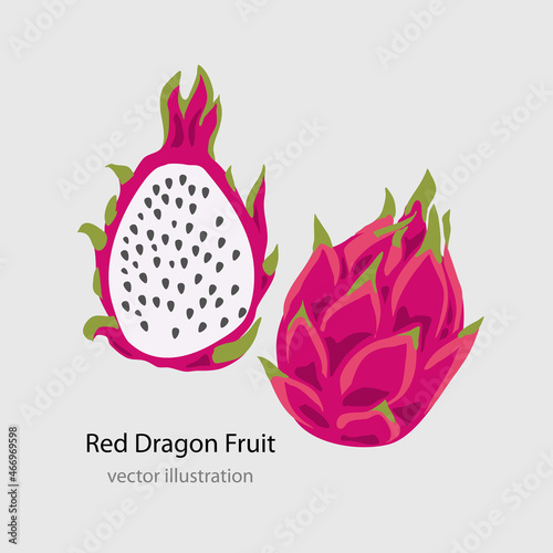 Dragon fruit, pitahaya vector illustration.