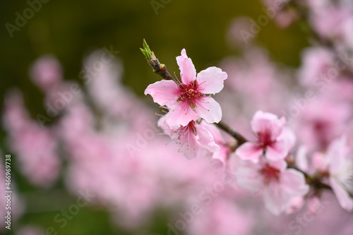 桃の花 © Tsuneaki Hiramatsu