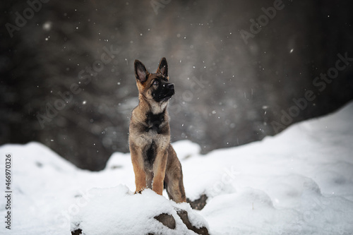 Schäferhund-Welpe genießt seinen ersten Winter und Schnee.