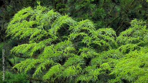 Forests, mountains, lakes, Mingchi, Yilan County, Taiwan, bamboo forests in the recreation area photo