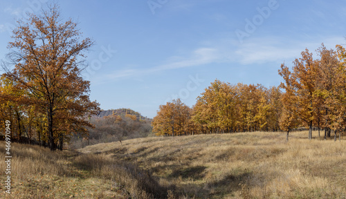 Beautiful empty autumn forest with day sunlight. Blue sky over the dry trees and grass