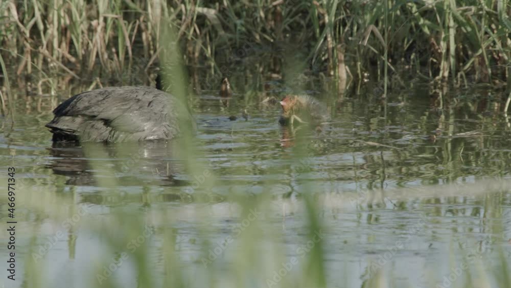 coot with offspring in springtime coot with offspring in springtime