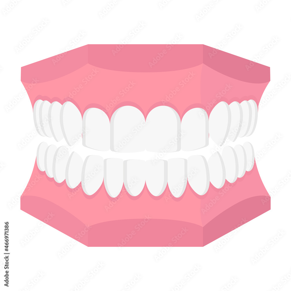 Vector cartoon dental model of human jaw.