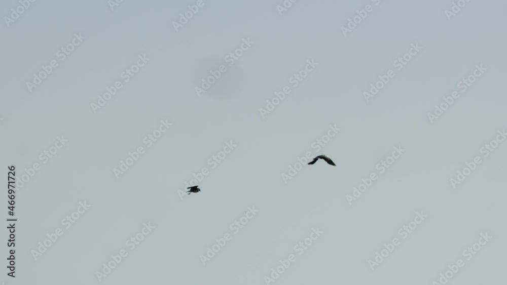 Lapwings in the duemmer basin, germany Lapwings in the duemmer basin, germany