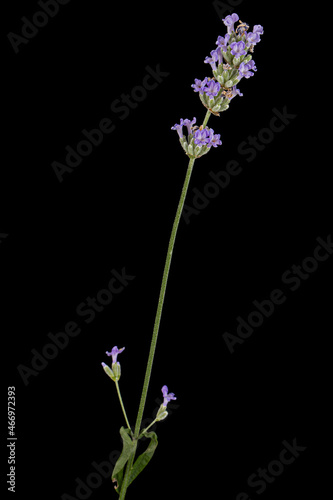 Violet flowers of lavender  isolated on black background