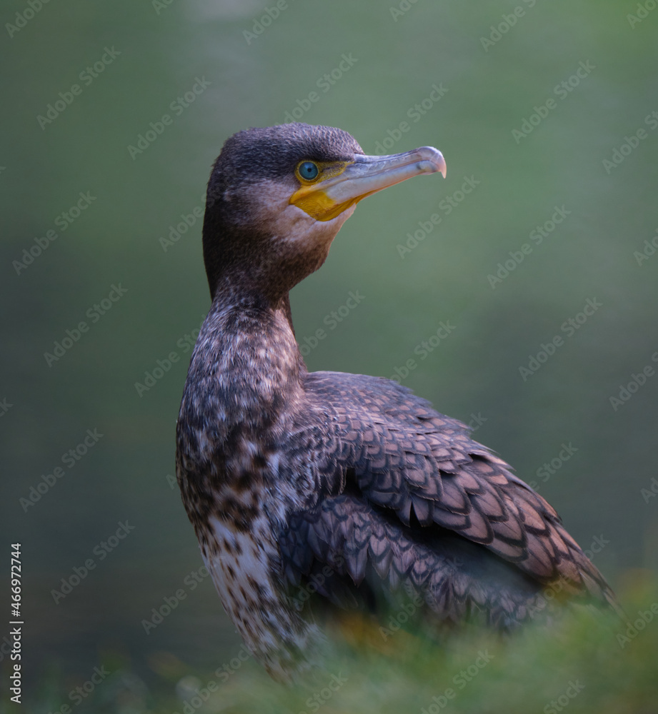 Obraz premium cormorán tranquilamente posando para la cámara