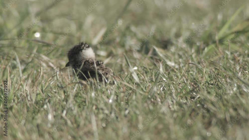 Lapwings in the duemmer basin, germany Lapwings in the duemmer basin, germany