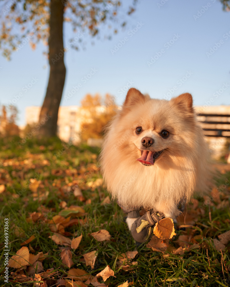 Fototapeta premium Small dog in autumn park. German spitz walking at grass and yellow leafes