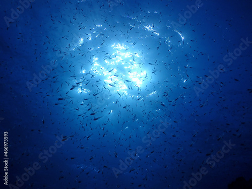 海底を泳ぐ大量の海魚・石垣島川平湾沖