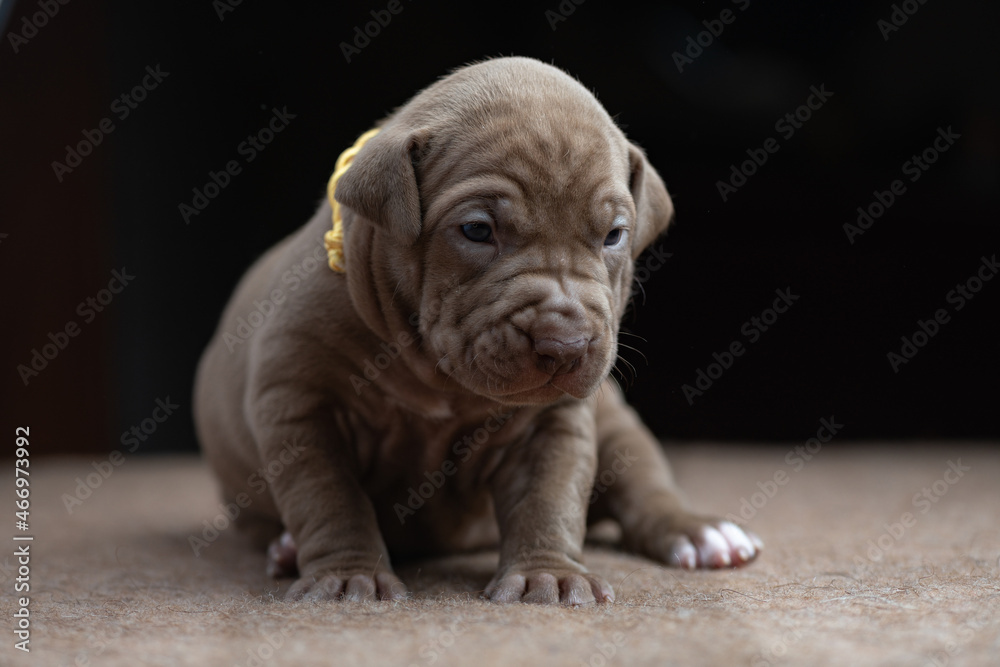 Portrait of a small beautiful purebred American Pit Bull Terrier puppy. Portrait of a small beautiful purebred American Pit Bull Terrier puppy.