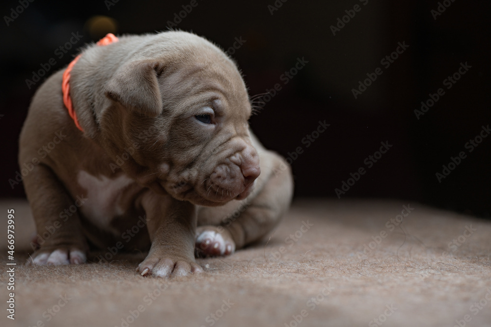 Portrait of a small beautiful purebred American Pit Bull Terrier puppy. Portrait of a small beautiful purebred American Pit Bull Terrier puppy.