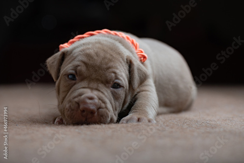 Portrait of a small beautiful purebred American Pit Bull Terrier puppy. © shymar27