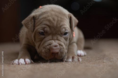 Portrait of a small beautiful purebred American Pit Bull Terrier puppy.