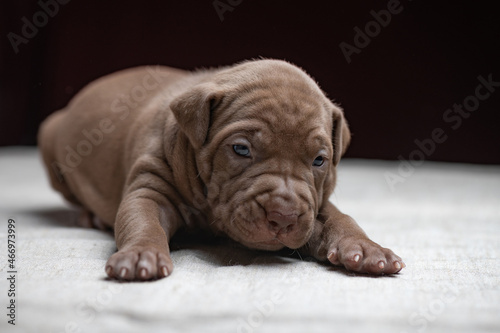 Fototapeta Naklejka Na Ścianę i Meble -  Portrait of a small beautiful purebred American Pit Bull Terrier puppy.
