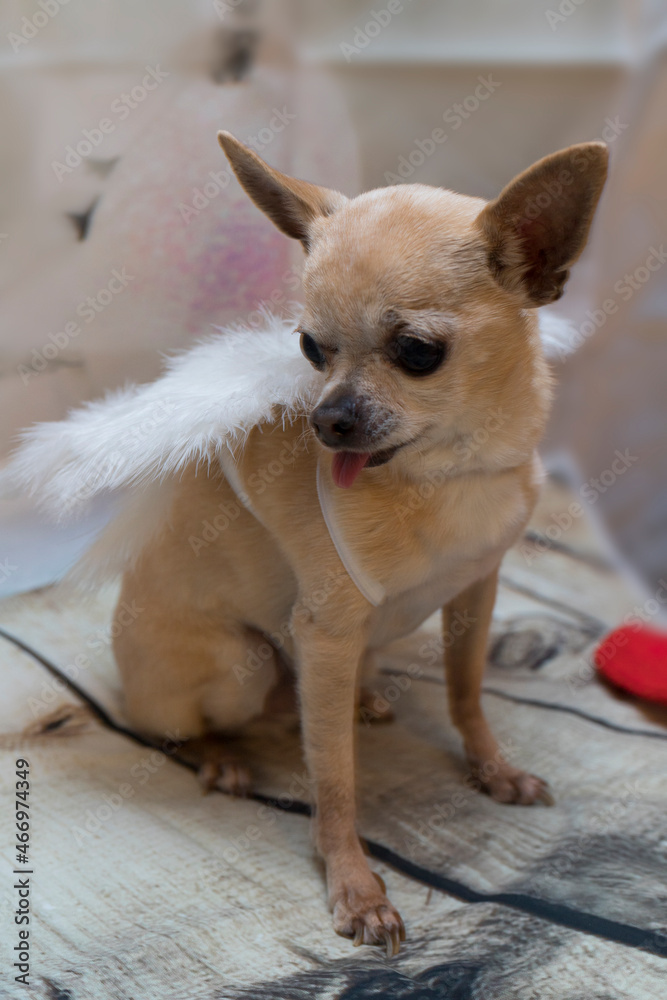Brown chihuahua dog with angel wings and christmas decoration Brown chihuahua dog with angel wings and christmas decoration