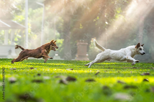 Two dogs are running around on the grass and playing in the outdoors chasing each other. photo