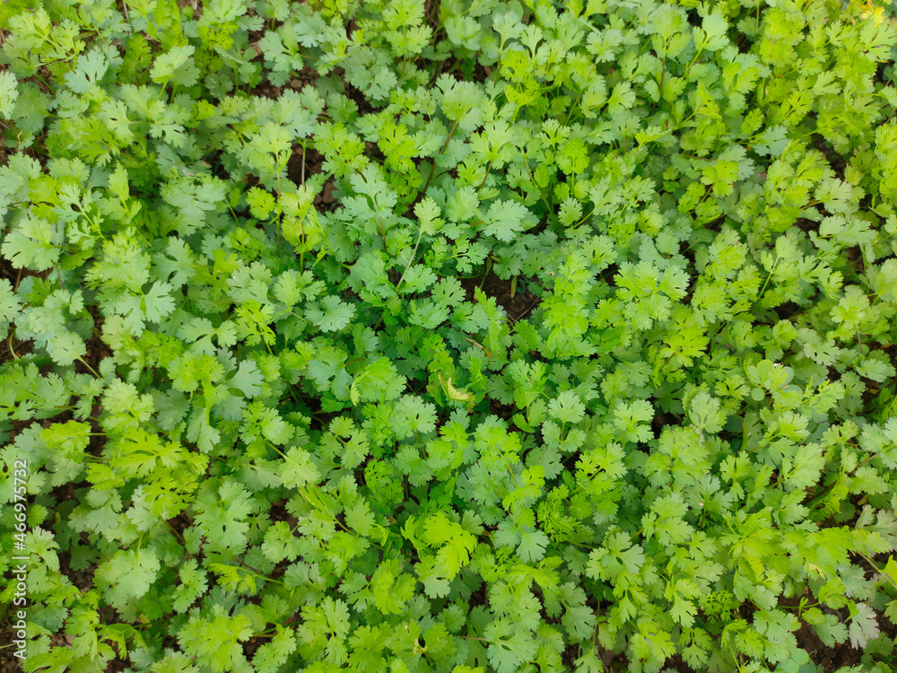 Organic coriander leaves background, health benefits of coriander, Coriander is loaded with antioxidants. Organic coriander leaves background, health benefits of coriander, Coriander is loaded with antioxidants.