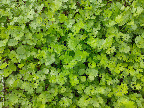 Organic coriander leaves background, health benefits of coriander, Coriander is loaded with antioxidants.
