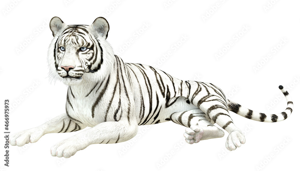 Obraz premium 3D White tiger