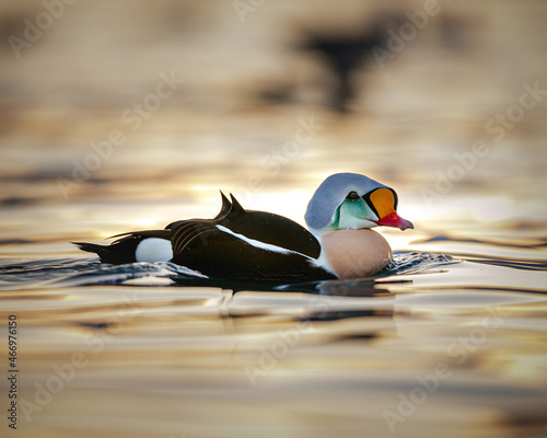 Closeup shot of a king eider swimming in a pond photo