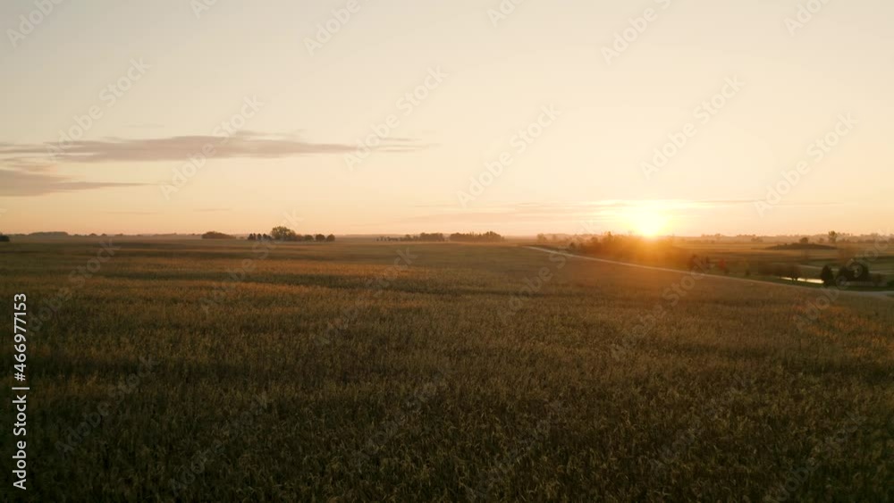 Golden Cornfields of Sycamore Illinois at Sunrise. 4k Aerial Drone Footage. Golden Cornfields of Sycamore Illinois at Sunrise. 4k Aerial Drone Footage.