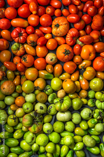 Colorful Shades of Tomatoes