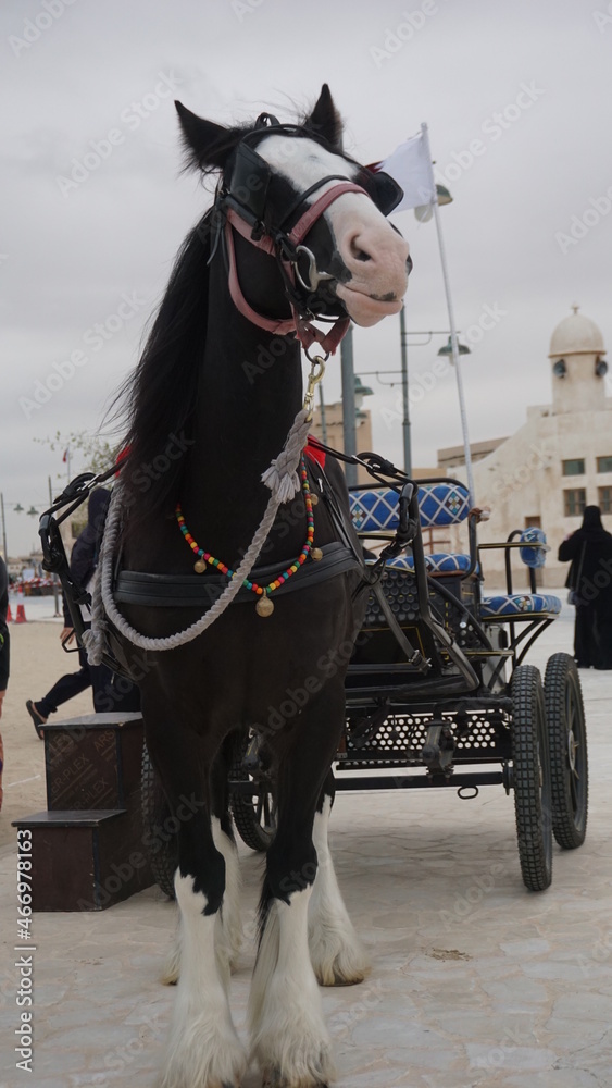 Horse in an Arab Souk