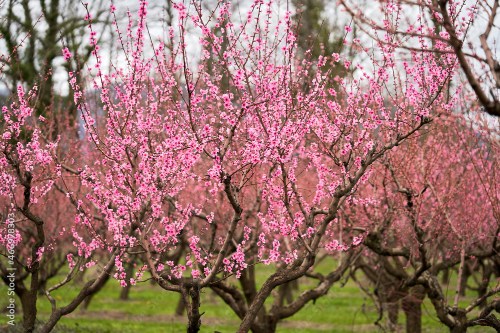 Peach blossom in the garden. Trees before pruning excess shoots. Peach blossom in the garden. Trees before pruning excess shoots.
