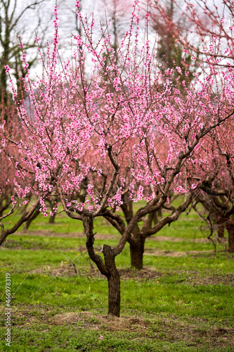 Peach orchard in the flowering season. Selective focus.