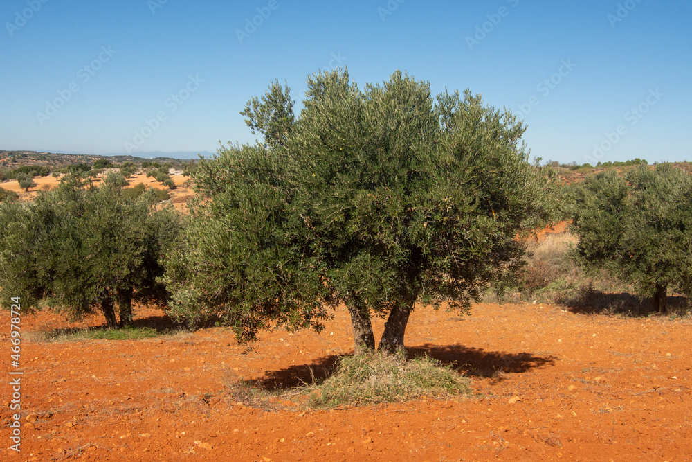 Olivos en el olivar Olivos en el olivar