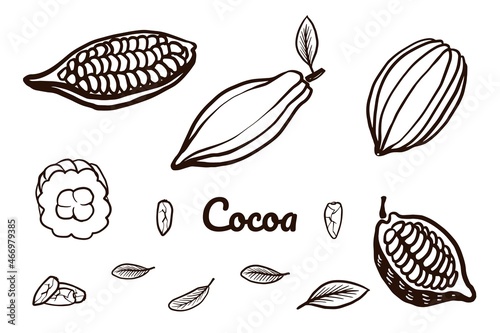 Cacao bean fruit set. Hand drawn vector sketch cacao  illustration on white background. Icon of cooking ingredient. Cocoa beans, fruits and leaves for logotype, menu or package design.