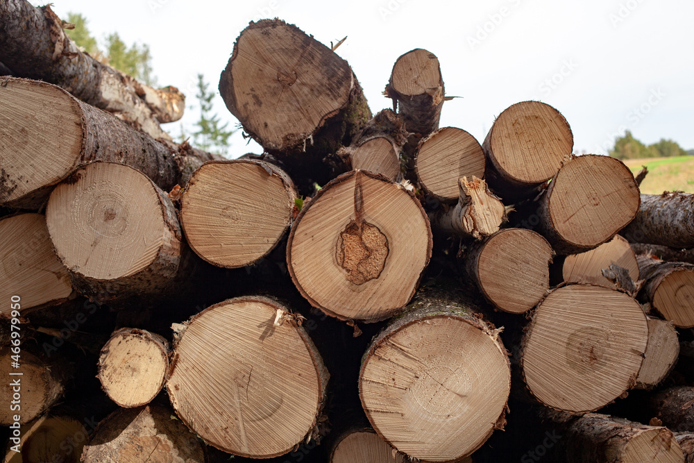 Dry felled logs stacked on top of each other Dry felled logs stacked on top of each other