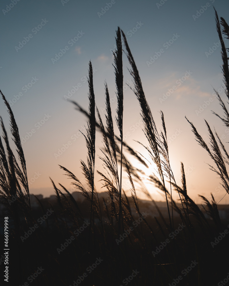 Fototapeta premium Sunset 
