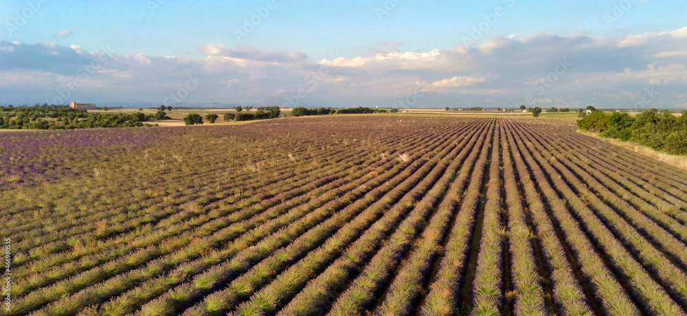 Champ de lavande en drome à Valensole, Alpes-de-Haute-Provence, France