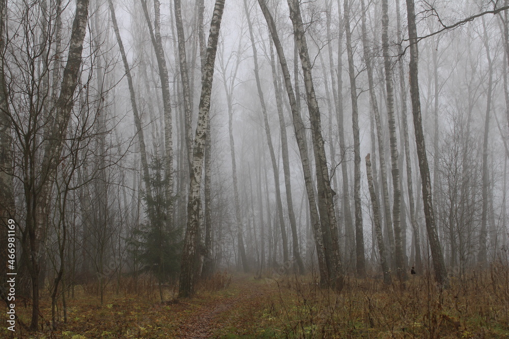 Misty Forest Misty Forest