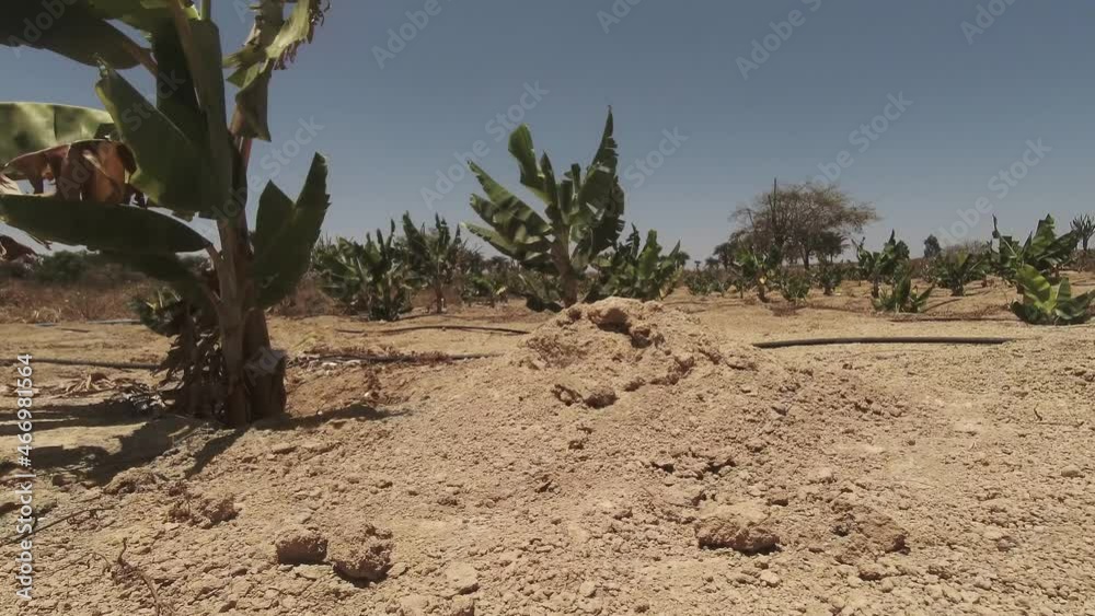 plantação de banana irrigada em um lugar seco em um dia de sol plantação de banana irrigada em um lugar seco em um dia de sol