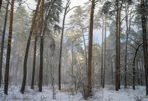 Snow covered trees in the forest. Snowstorm in a pine forest. Selective focus.