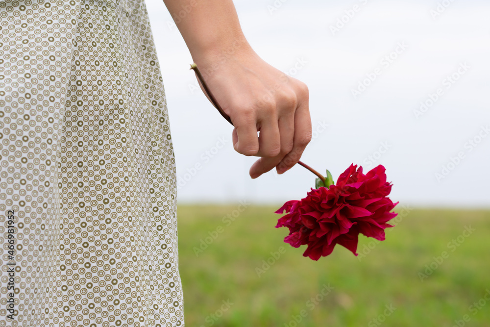 Close up view of woman's hand is holding red burgundy dahlia flower. Concept of love mood and future, opportunities.