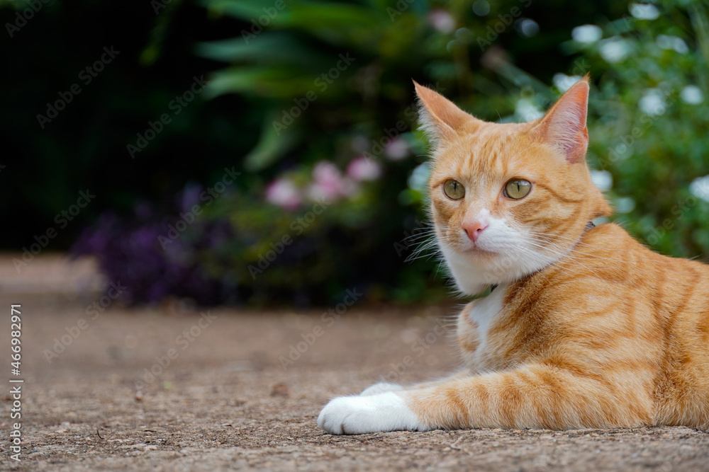 Ginger cat in garden