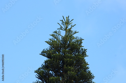 pine branches against blue sky
