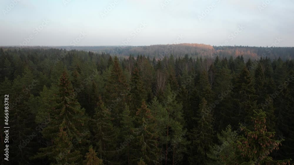 Aerial view, drone flight over the autumn coniferous forest. Aerial view, drone flight over the autumn coniferous forest.
