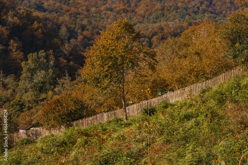 Autumn landscape. Wooden fence between green grass and yellow autumn forest.