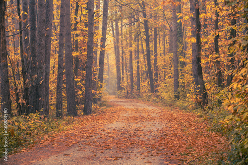 Rain and fall hues in the Monticolo Forest in South Tyrol, Italy. © pawelgegotek1