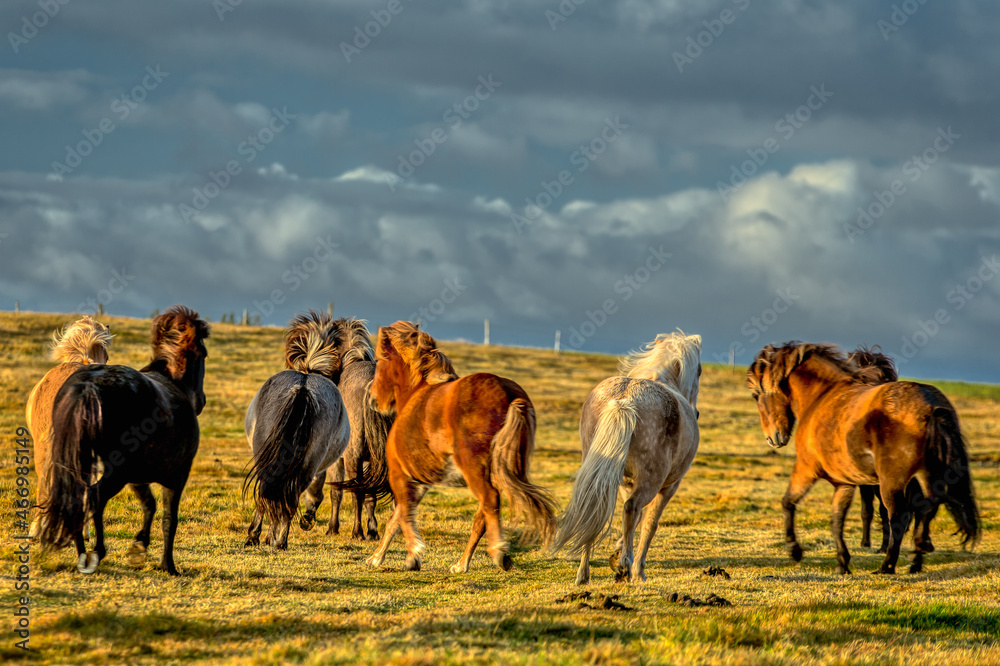 Fototapeta premium horses with beautiful and thick mane