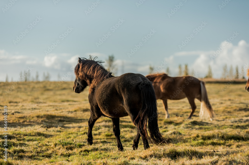 horses with beautiful and thick mane