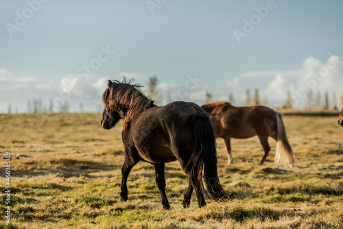 horses with beautiful and thick mane