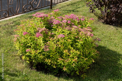 A spirea bush of the Japanese variety Goldflame blooms on a lawn next to a metal fence on a sunny summer day. photo