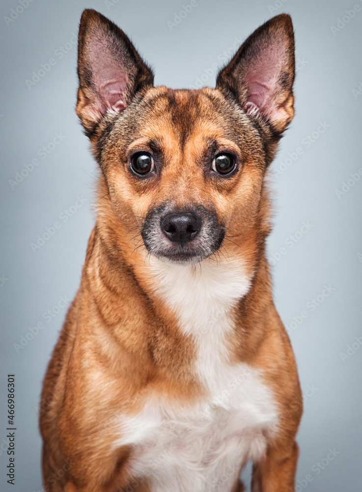ginger. dog portrait in studio