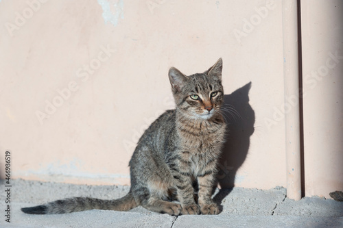 Stray cat posing stock photo