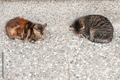 Cats sleeping on the street stock photo